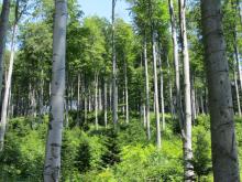 Wznowienie rozpatrywania spraw związanych z pełnionym nadzorem nad lasami niepaństwowymi