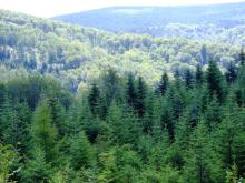 Ogłoszenie o rozpoczęciu debaty publicznej do projektu Planu Urządzenia Lasu dla Nadleśnictwa Myślenice na lata 2028-2037